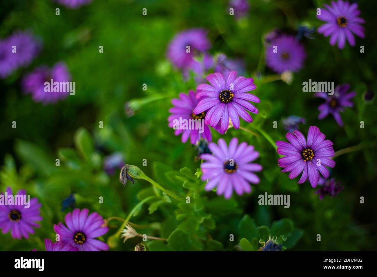 Eine selektive Fokusaufnahme von lila osteospermum Blumen in der Ein Stockfoto