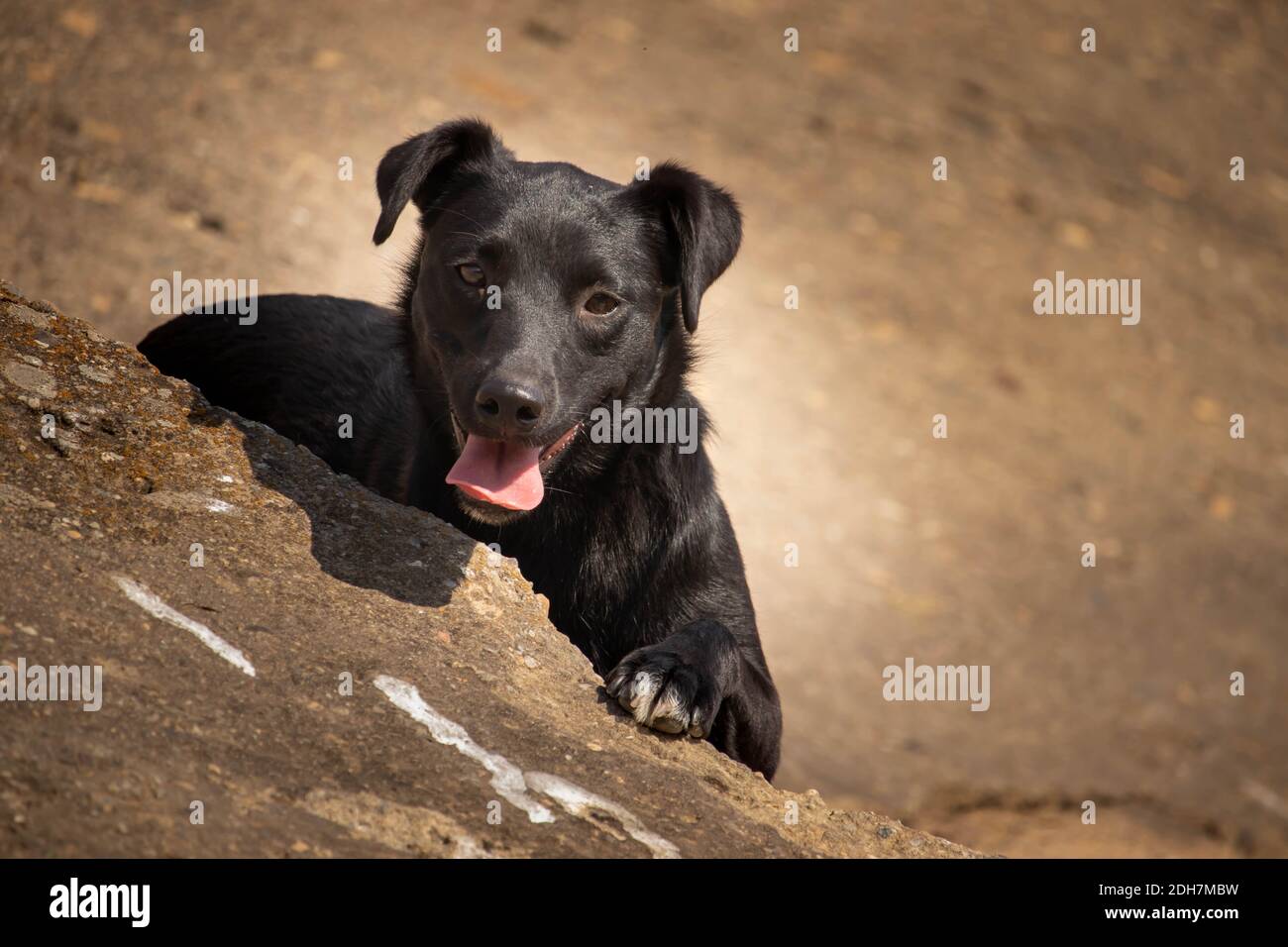 Schwarz gemischte Rasse Labrador Hund liegt anmutig Blick in Richtung der Kamera mit seiner Pfote auf dem Stein. Stockfoto