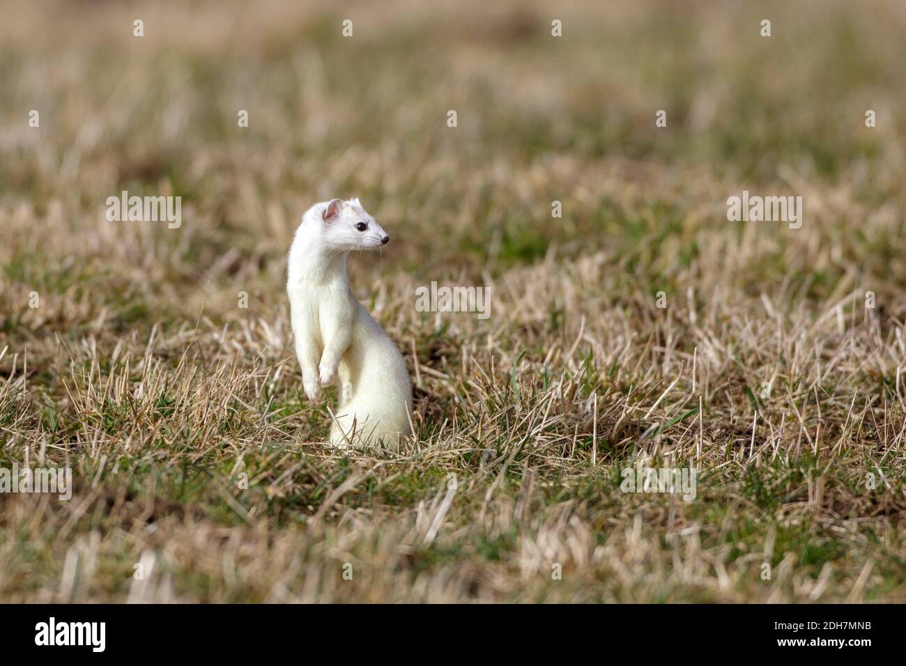 Hermelin (Mustela Erminea) Stockfoto