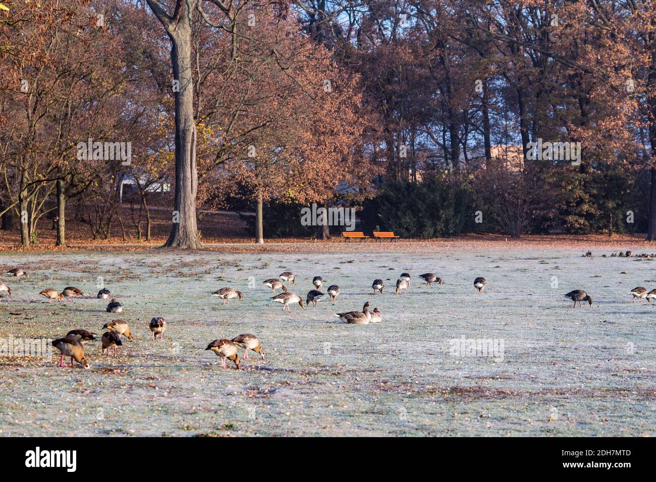 Winter- und Graugans im Frankfurter Ostpark, Frankfurt am Main, Hessen, Deutschland Stockfoto
