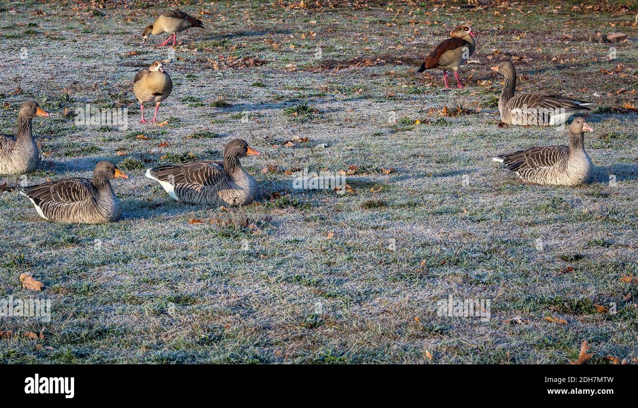 Winter- und Graugans im Frankfurter Ostpark, Frankfurt am Main, Hessen, Deutschland Stockfoto