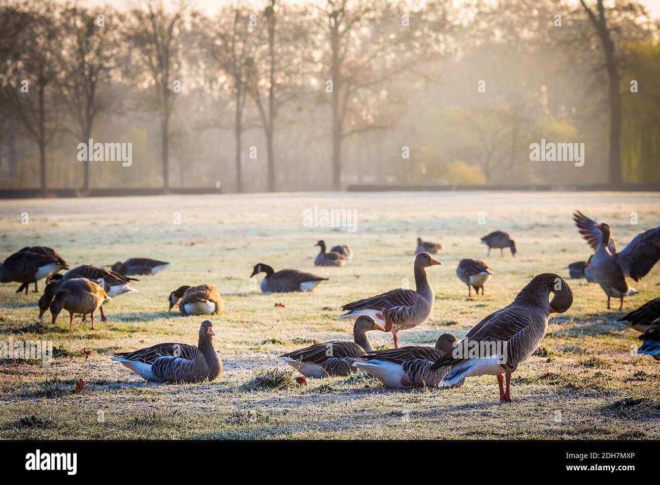 Winter- und Graugans im Frankfurter Ostpark, Frankfurt am Main, Hessen, Deutschland Stockfoto