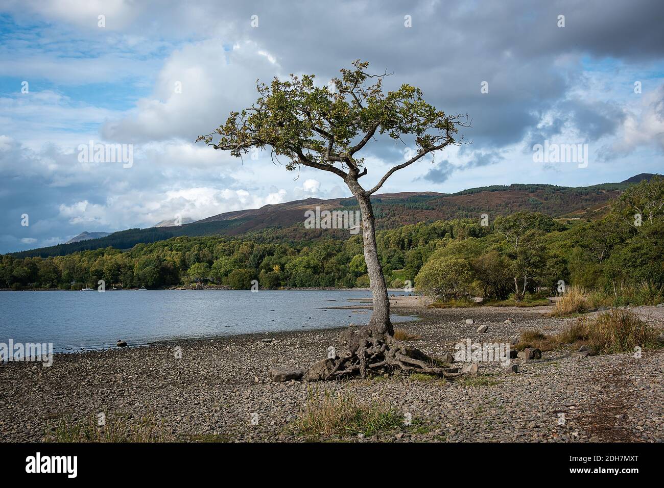 Der Lone Tree in Milarrochy Bay, Loch Lomond, nördlich von Balmaha. Aufgenommen, wenn das Wasser tief im Loch ist und die Wurzeln freilegt Stockfoto