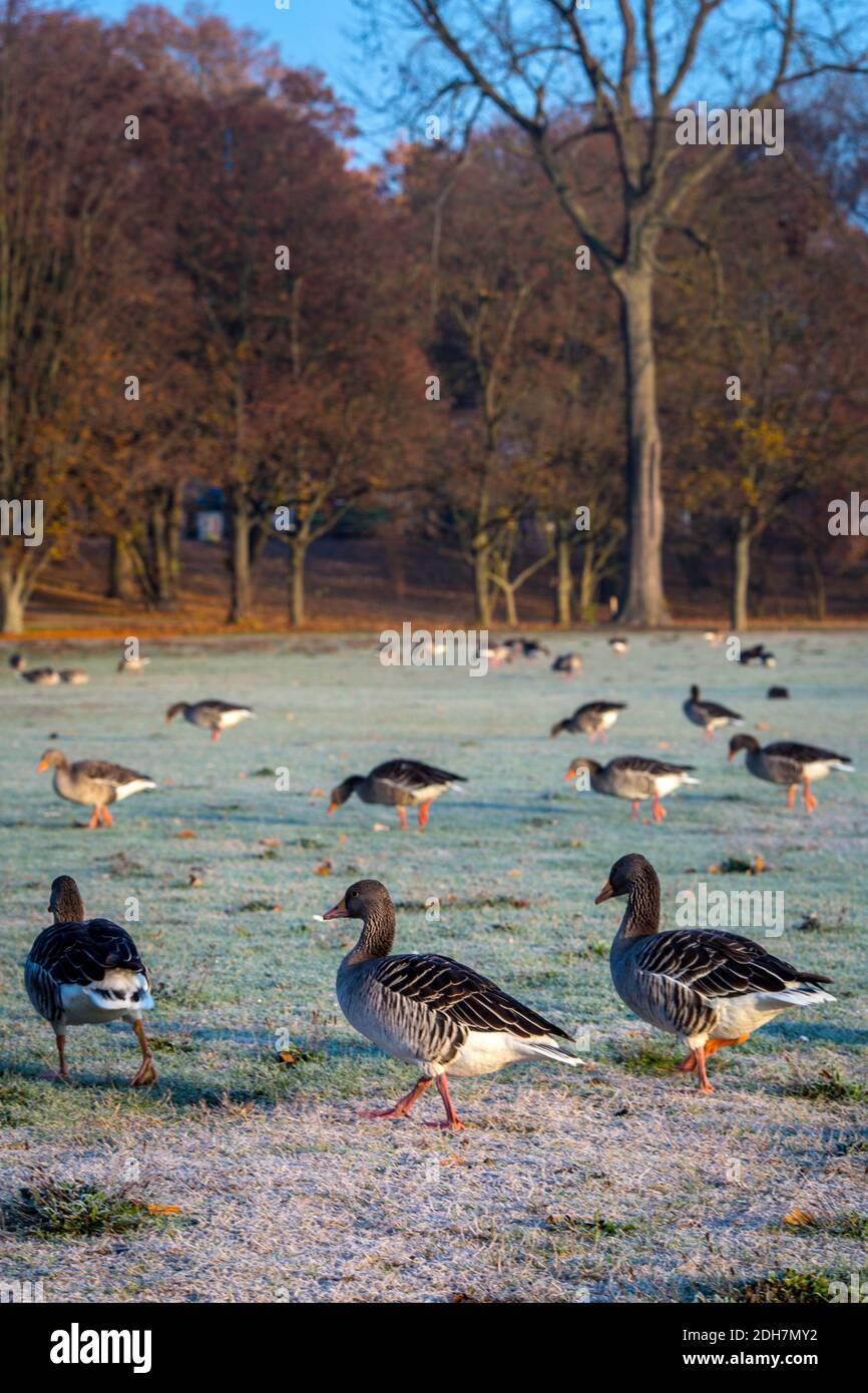 Winter- und Graugans im Frankfurter Ostpark, Frankfurt am Main, Hessen, Deutschland Stockfoto