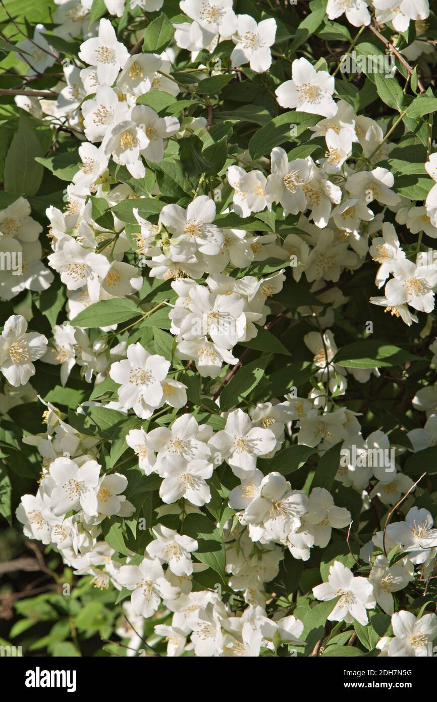 Mock Orangenbaum - (Philadelphus coronarius) Blüten Stockfoto