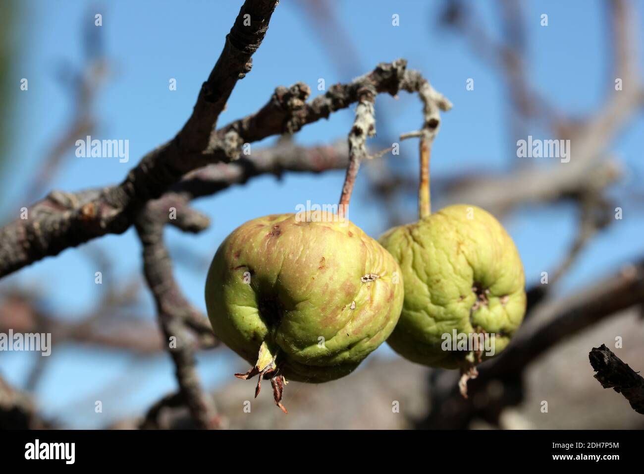 Fauler Apfel auf einem Ast. Stockfoto