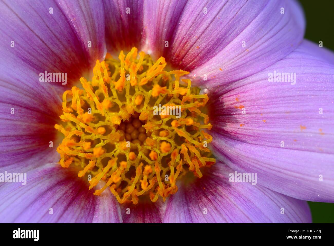 Nahaufnahme des zentralen Teils von Dahlia imperialis, Glockenbaumblume. Stockfoto