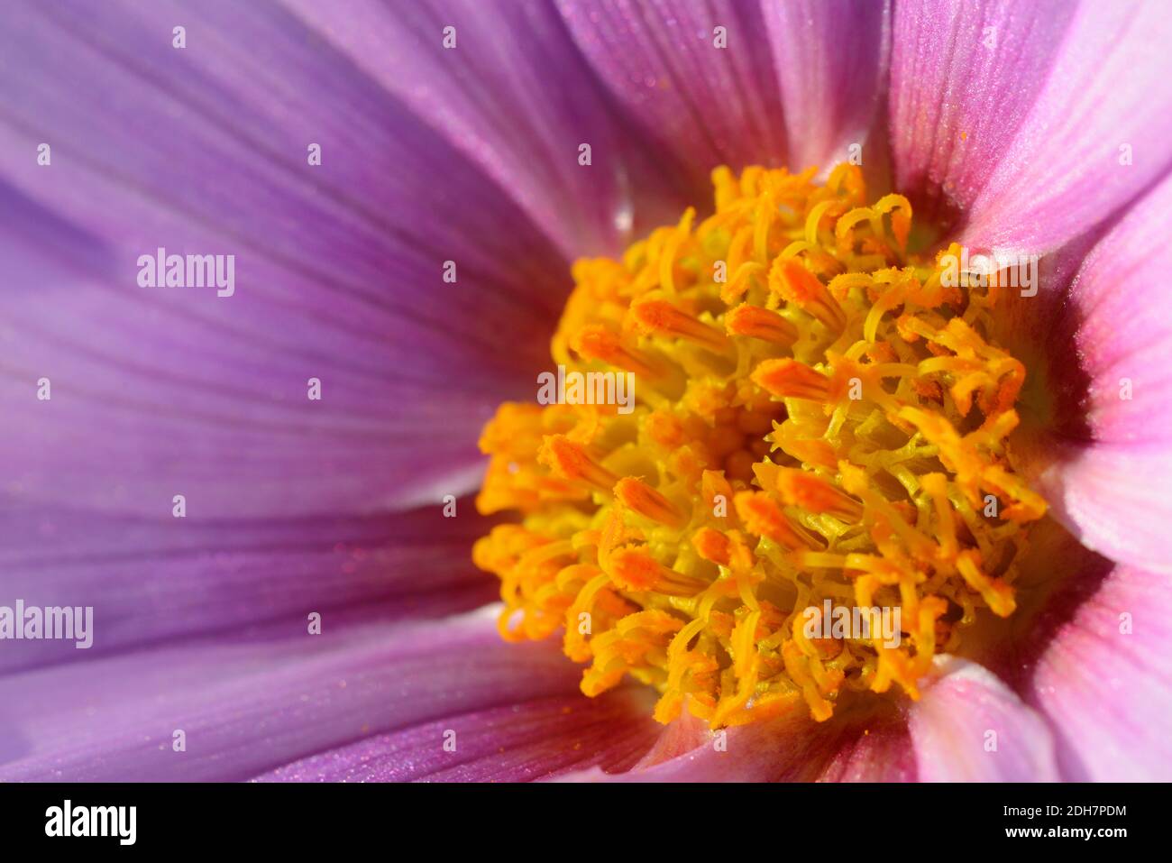 Nahaufnahme des zentralen Teils von Dahlia imperialis, Glockenbaumblume. Stockfoto