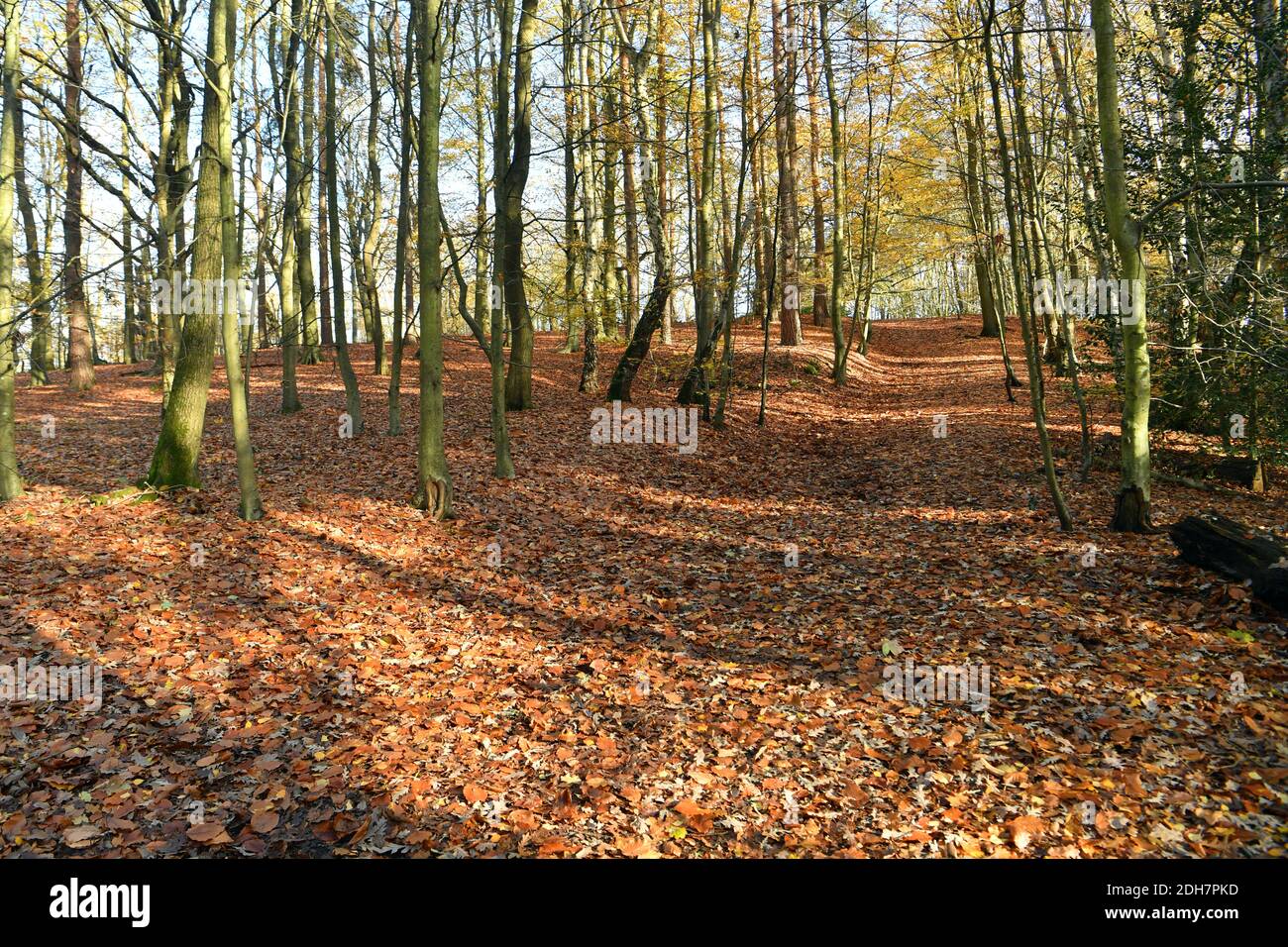 Fotos für eine Funktion auf Wellesley Woodland, Aldershot - Herbstwochenende Spaziergänge Feature. Waldwege. Stockfoto