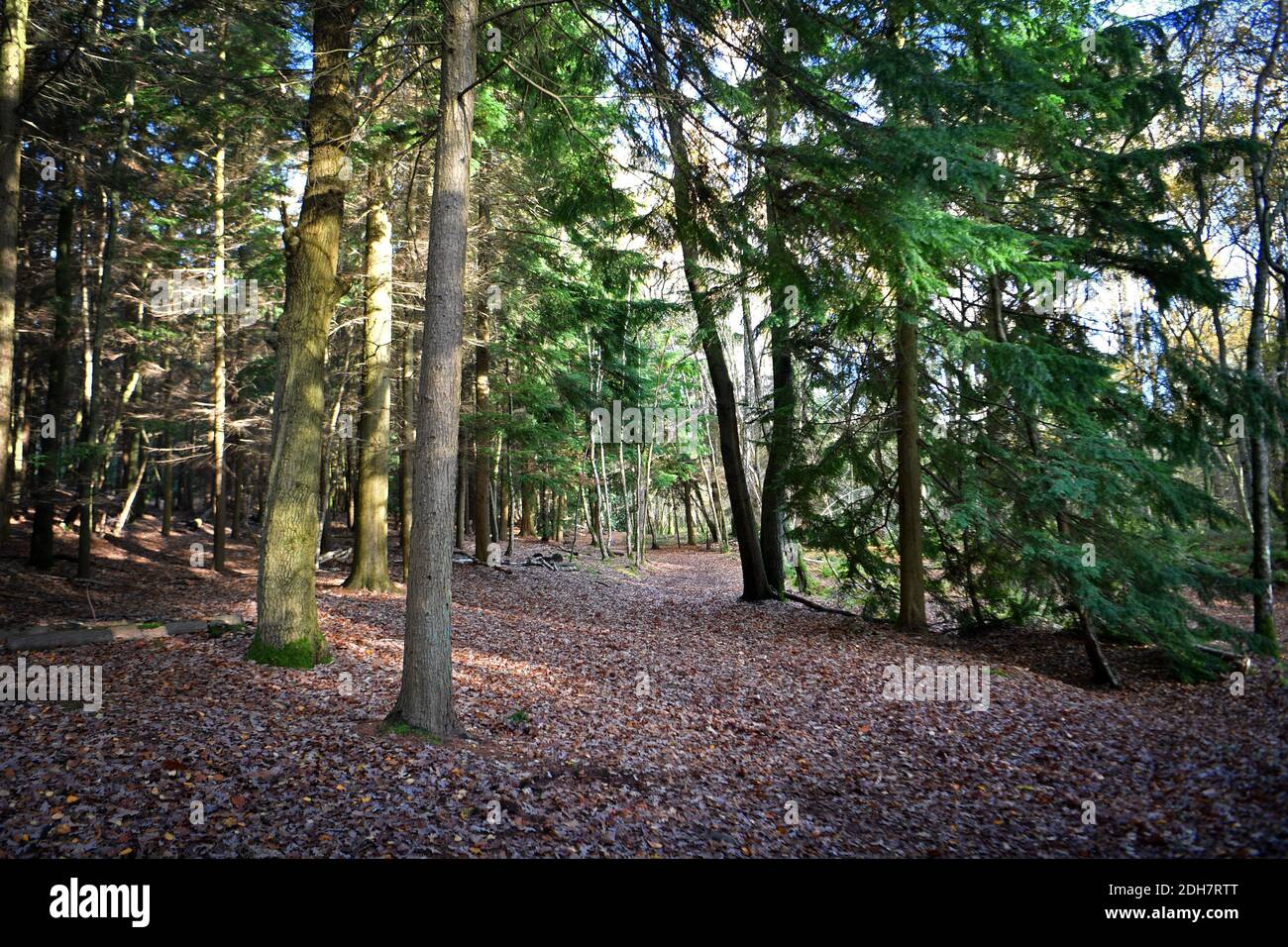 Fotos für eine Funktion auf Wellesley Woodland, Aldershot - Herbstwochenende Spaziergänge Feature. Waldwege abseits der Fleet Road, Donnerstag, 12. November 2020. Stockfoto
