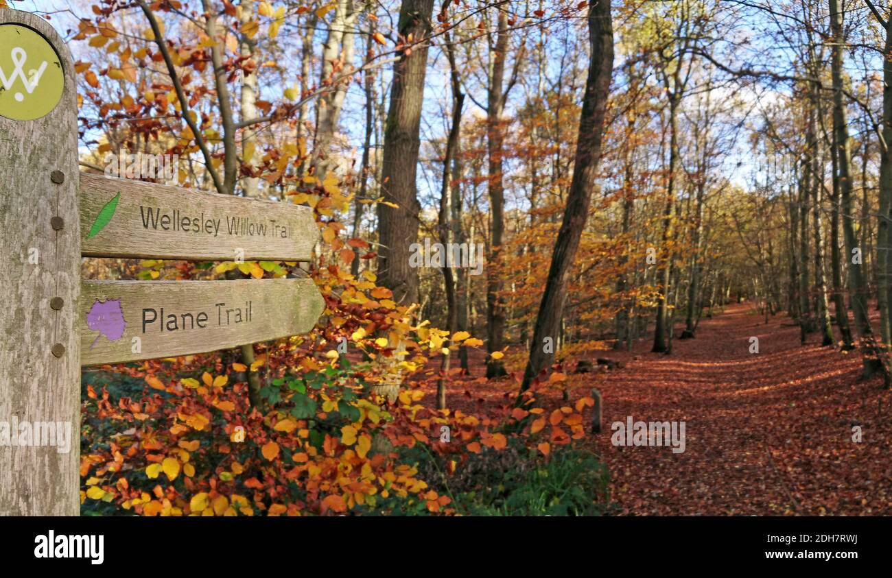 Fotos für eine Funktion auf Wellesley Woodland, Aldershot - Herbstwochenende Spaziergänge Feature. Waldwege, Donnerstag 12. November 2020. Stockfoto