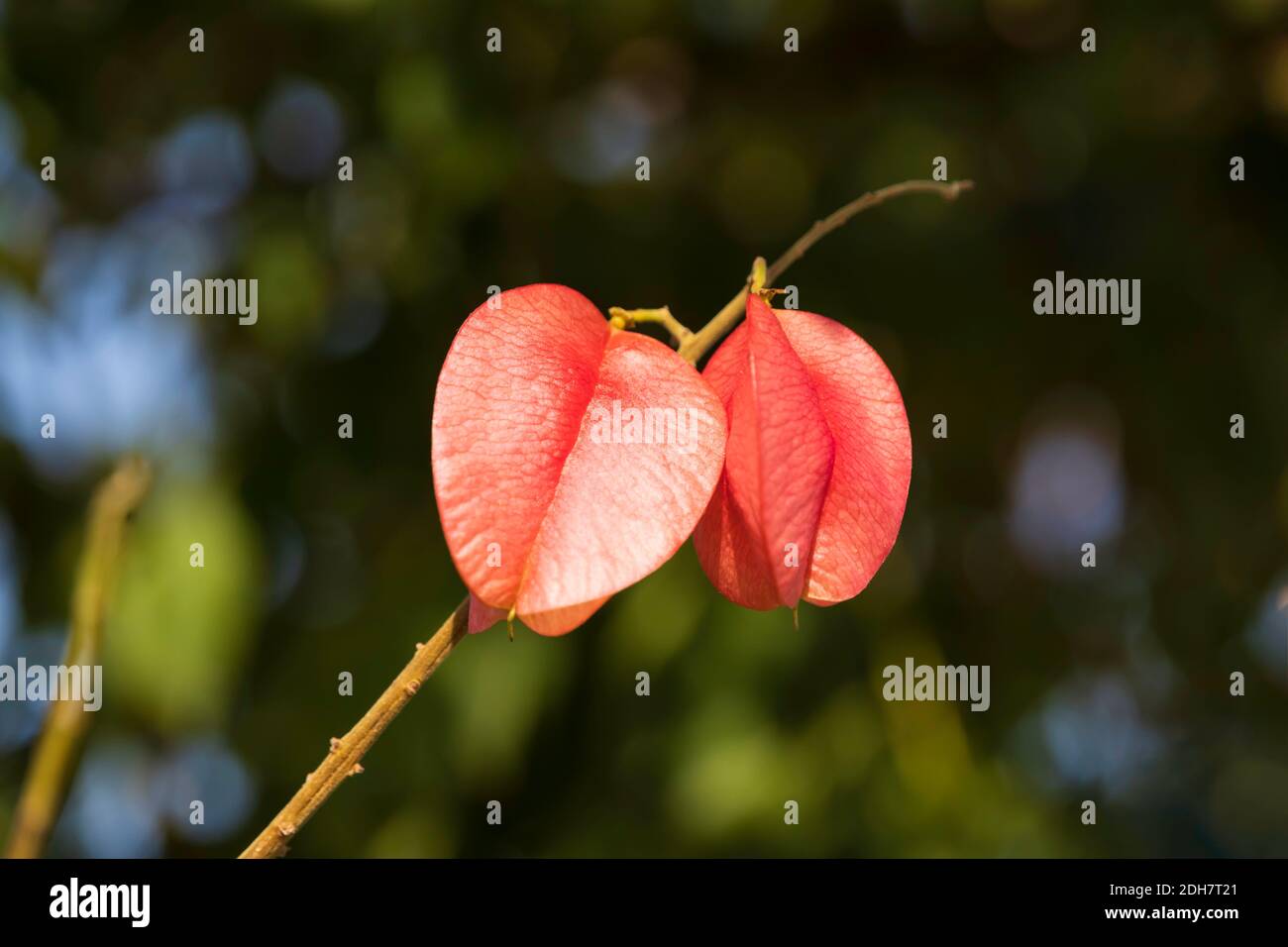 Reife Früchte von Koelreuteria elegans Baum aus der Nähe verschwommen Hintergrund Stockfoto