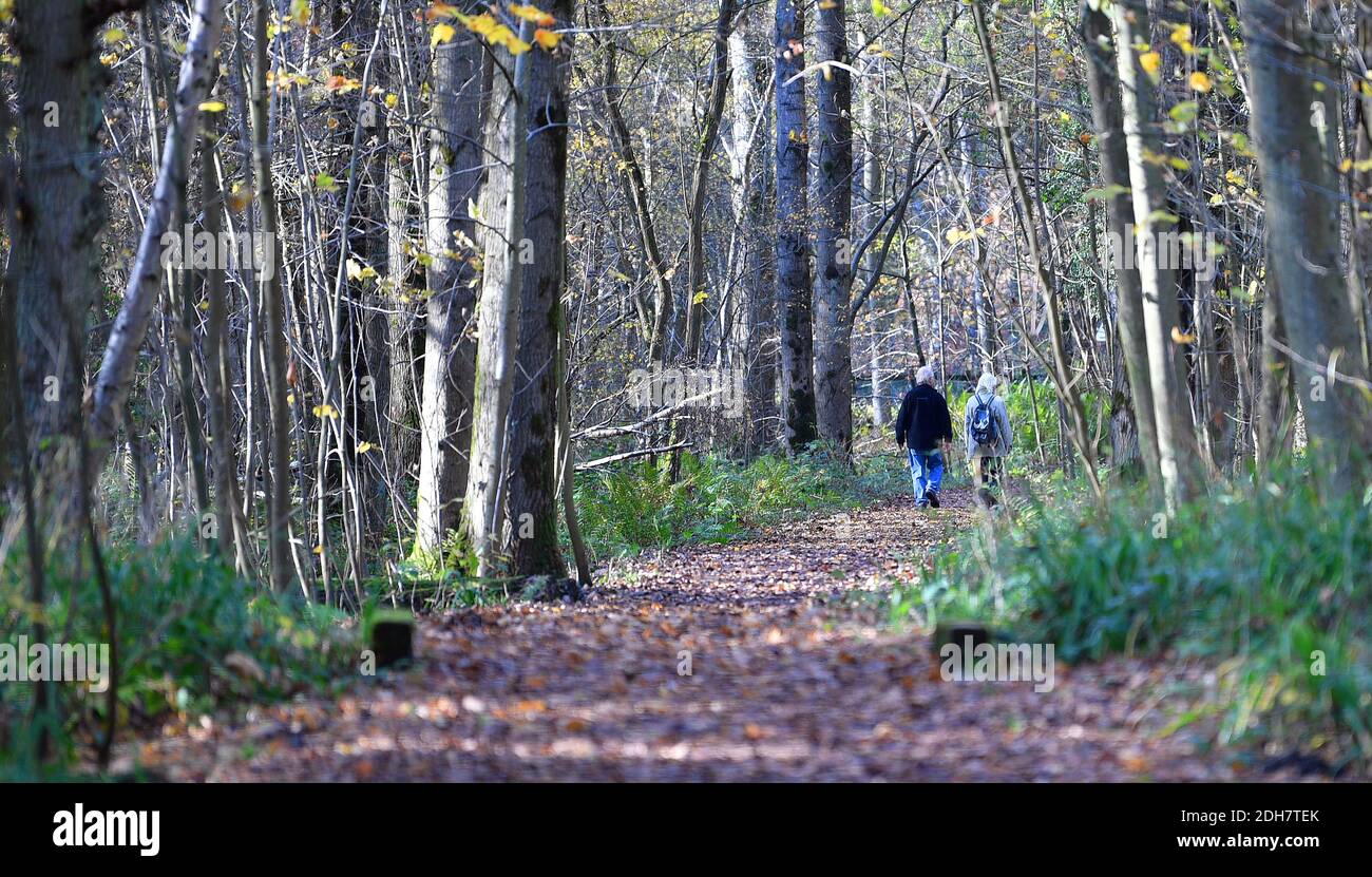 Fotos für eine Funktion auf Wellesley Woodland, Aldershot - Herbstwochenende Spaziergänge Feature. Waldwege abseits der Fleet Road, Donnerstag, 12. November 2020. Stockfoto