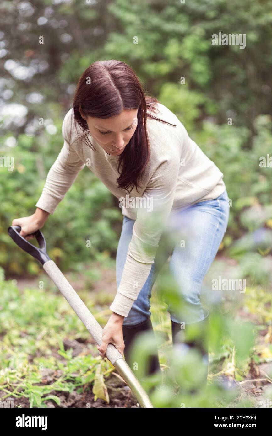 Mittlere Erwachsene Frau arbeitet in Bio-Bauernhof Stockfoto