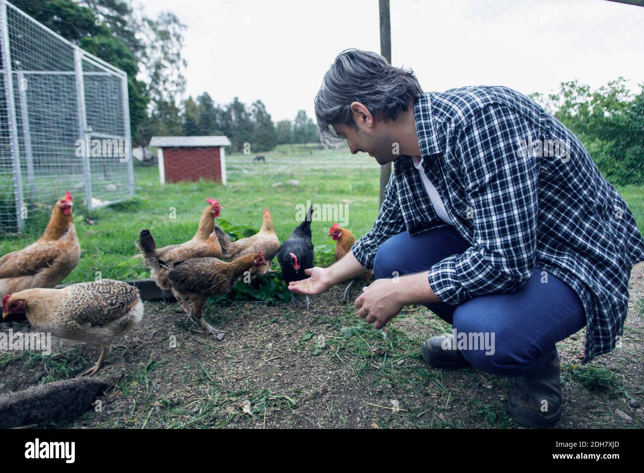 Mann, der Hühner auf der Geflügelfarm füttert Stockfoto