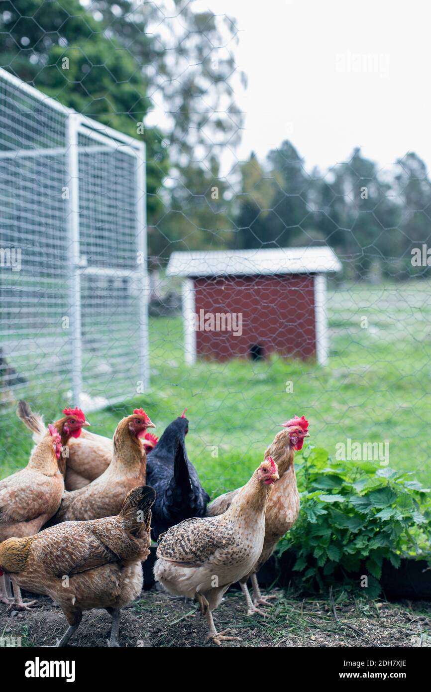 Henne auf Geflügelfarm Stockfoto