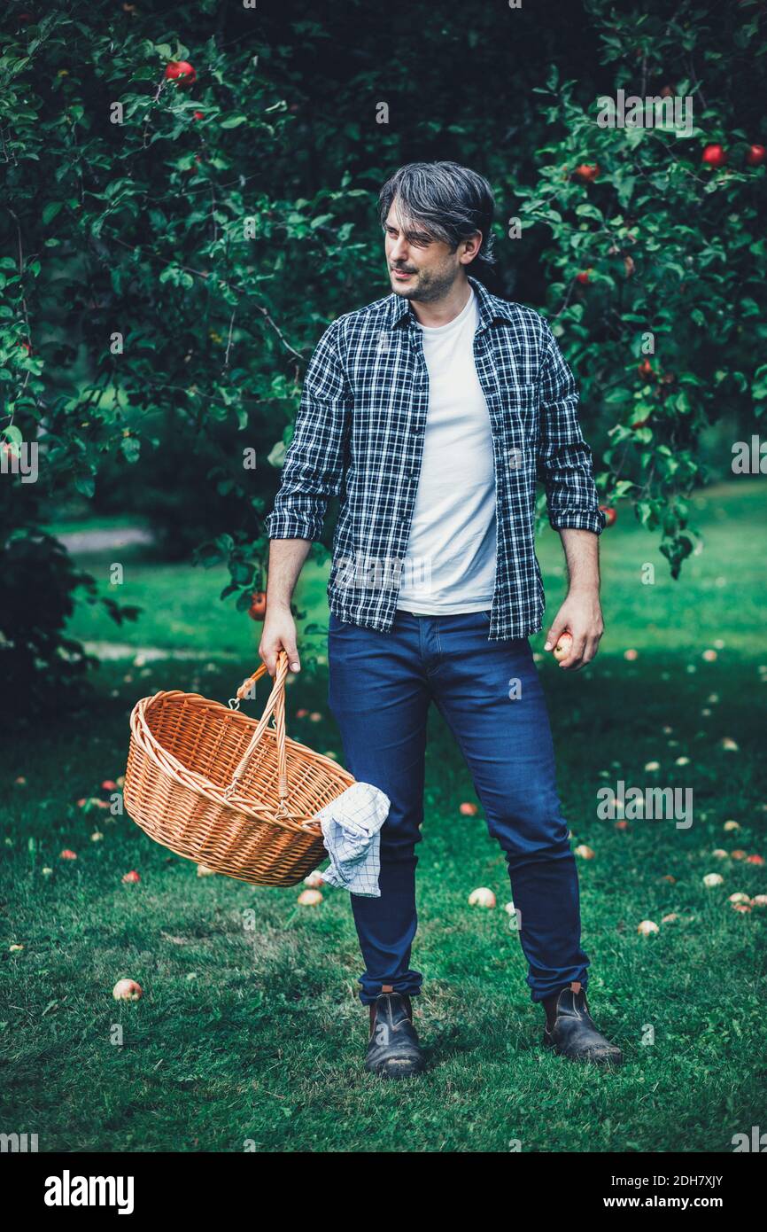 Volle Länge des Mannes, der Korbkorb am Apfelgarten trägt Stockfoto