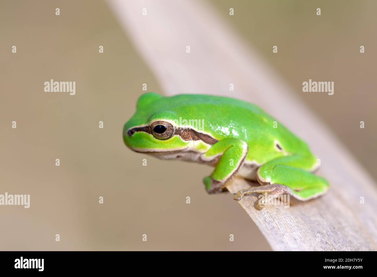 Europäischer Baumfrosch (Hyla arborea früher Rana arborea) kleiner Baumfrosch in Europa Wildtiere gefunden. Hortobagy Nationalpark, Ungarn, puszta Stockfoto