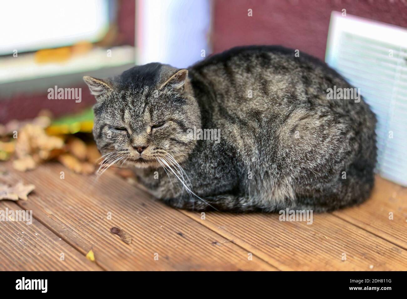 Katzenschlappen auf der Straße Stockfoto