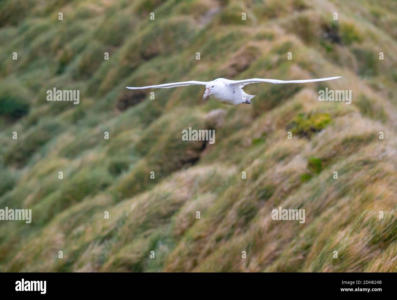 Südliche Riesensturmvogel, Riesensturmvogel (Macronectes giganteus), Weiße Phase über Macquarie Island, Australien, Tasmanien, Macquarie Island Stockfoto