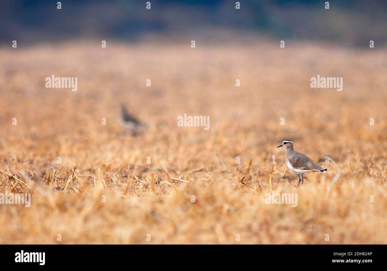 Geselliger Plünder (Chettusia gregaria, Vanellus gregarius), stehend auf trockenem Grasland, Indien Stockfoto