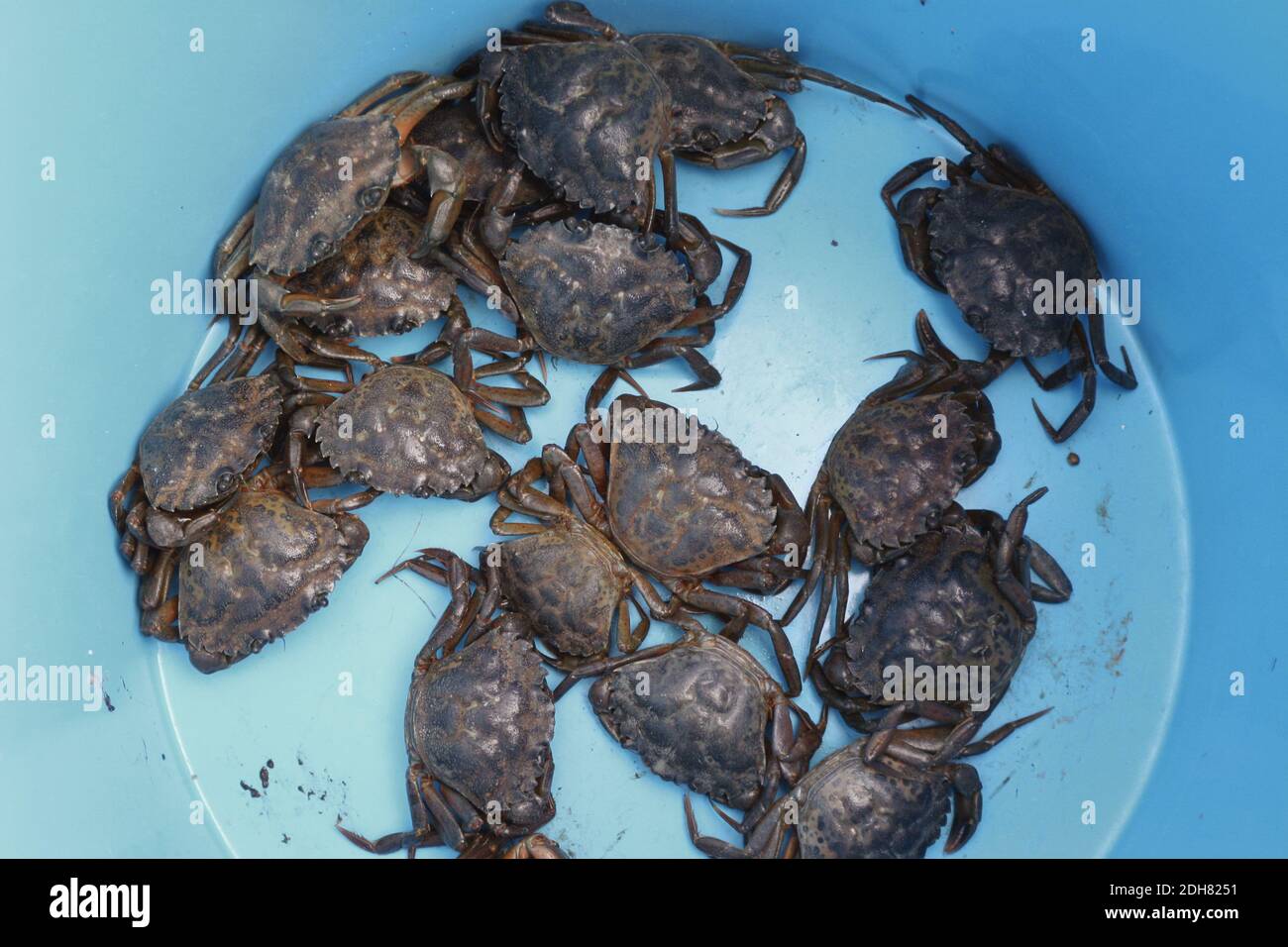 Green Shore Krabbe, Green Krabbe, North Atlantic Shore Krabbe (Carcinus maenas), Krabben auf dem Boden eines Eimers, Deutschland Stockfoto