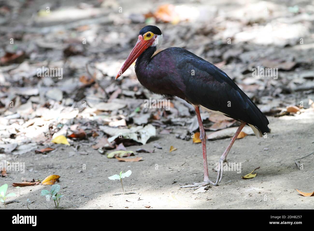 Stormstorch (Ciconia stormi), Wandern, Seitenansicht, Borneo, Sabah, Kinabatangan Stockfoto