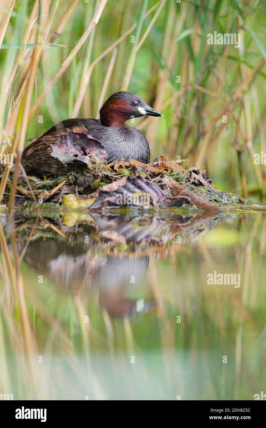 Zwergtaucher, Dabchick (Podiceps ruficollis, Tachybaptus ruficollis), auf einem Nest am Wasser, Seitenansicht, Deutschland, Bayern Stockfoto