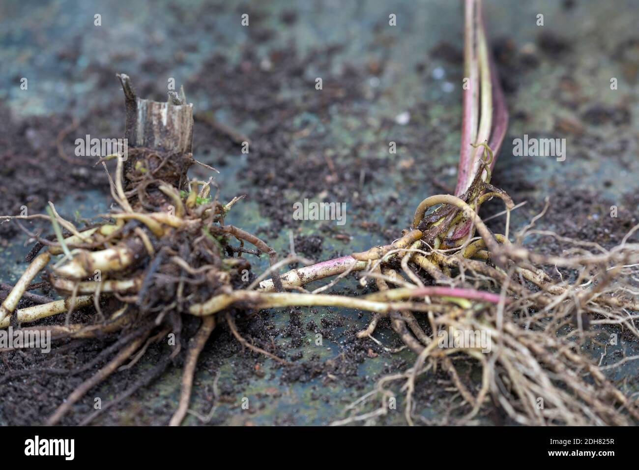 Gemeine Baldrian, Allheilmittel, Garten Heliotrop, Garten Baldrian (Valeriana officinalis), Baldrian Wurzeln gesammelt werden, Deutschland Stockfoto