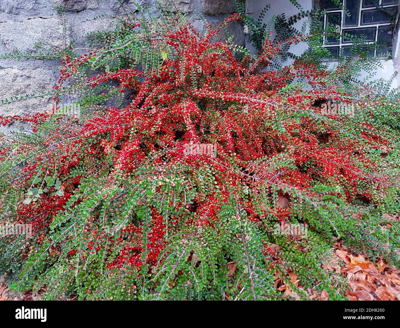 Felskotoneaster (Cotoneaster horizontalis), fruchtig, Deutschland Stockfoto