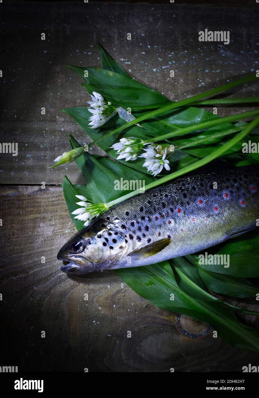 Bachforelle Stockfoto