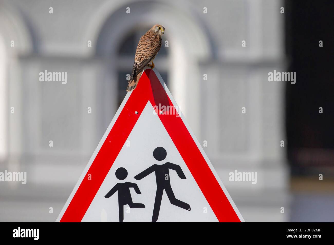 Europäischer Turmfalke, Eurasischer Turmfalke, alter Weltkestrel, gewöhnlicher Turmfalke (Falco tinnunculus), Weibchen, die auf einem Verkehrsschild stehen, Achtung Kinder Stockfoto