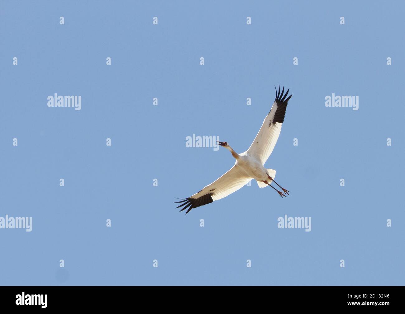 Großer weißer Kranich (Grus leucogeranus, Leucogeranus leucogeranus), unreif, vom Aussterben bedroht, Sibirischer Kranich im Flug, China, Heilongjiang Stockfoto