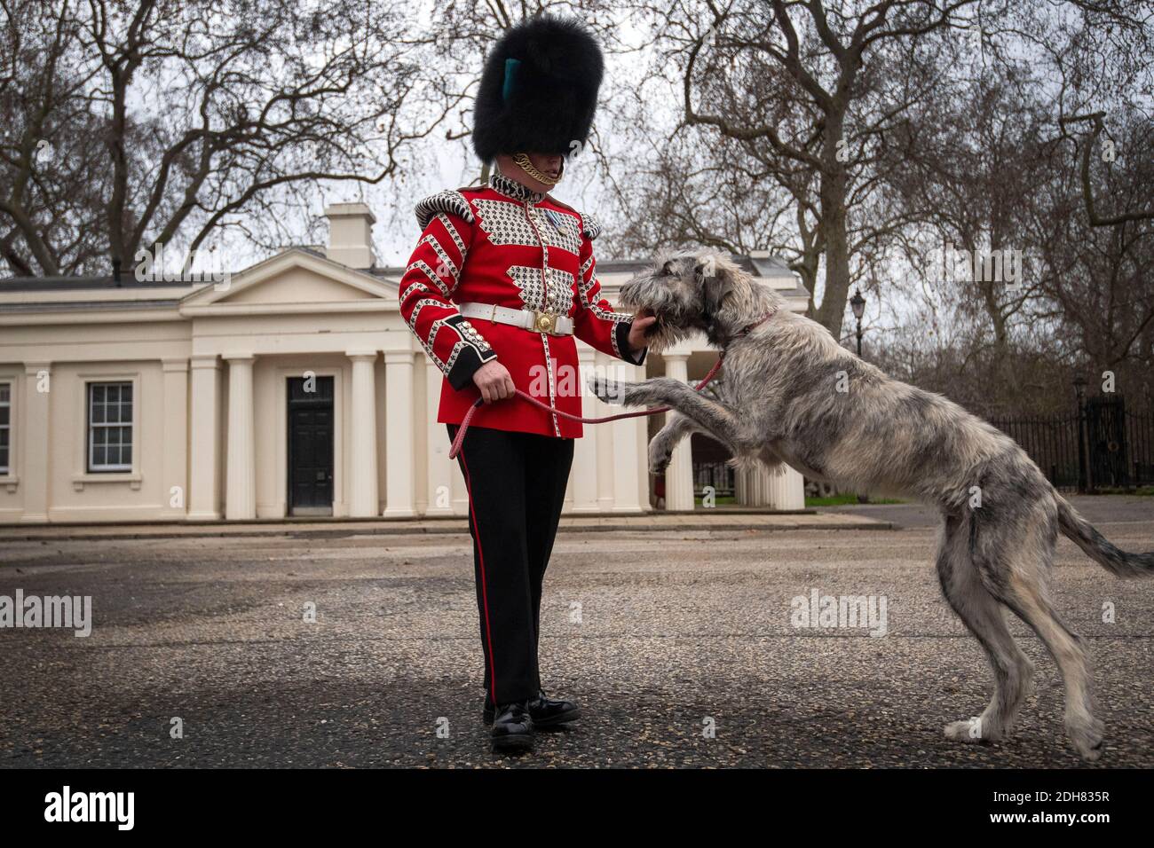 Das neue Maskottchen der irischen Garde, ein irischer Wolfshund namens Turlough Mor, mit seinem neuen Handler, Drummer Adam Walsh vom 1. Bataillon Irish Guards, als er in Wellington Barracks in London ankommt. Stockfoto