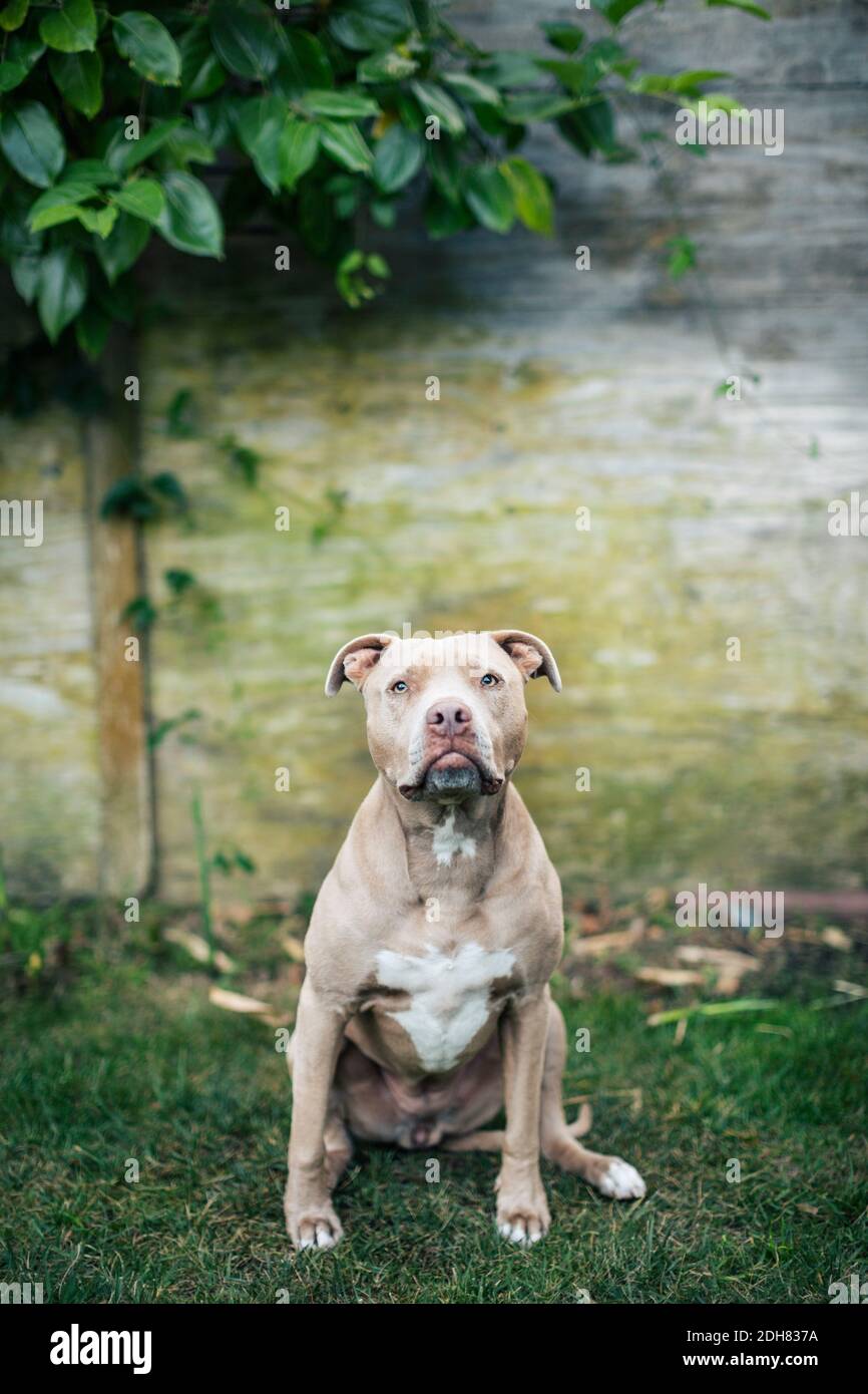 Porträt des amerikanischen Pit Bull Terrier auf dem Hof sitzen Stockfoto