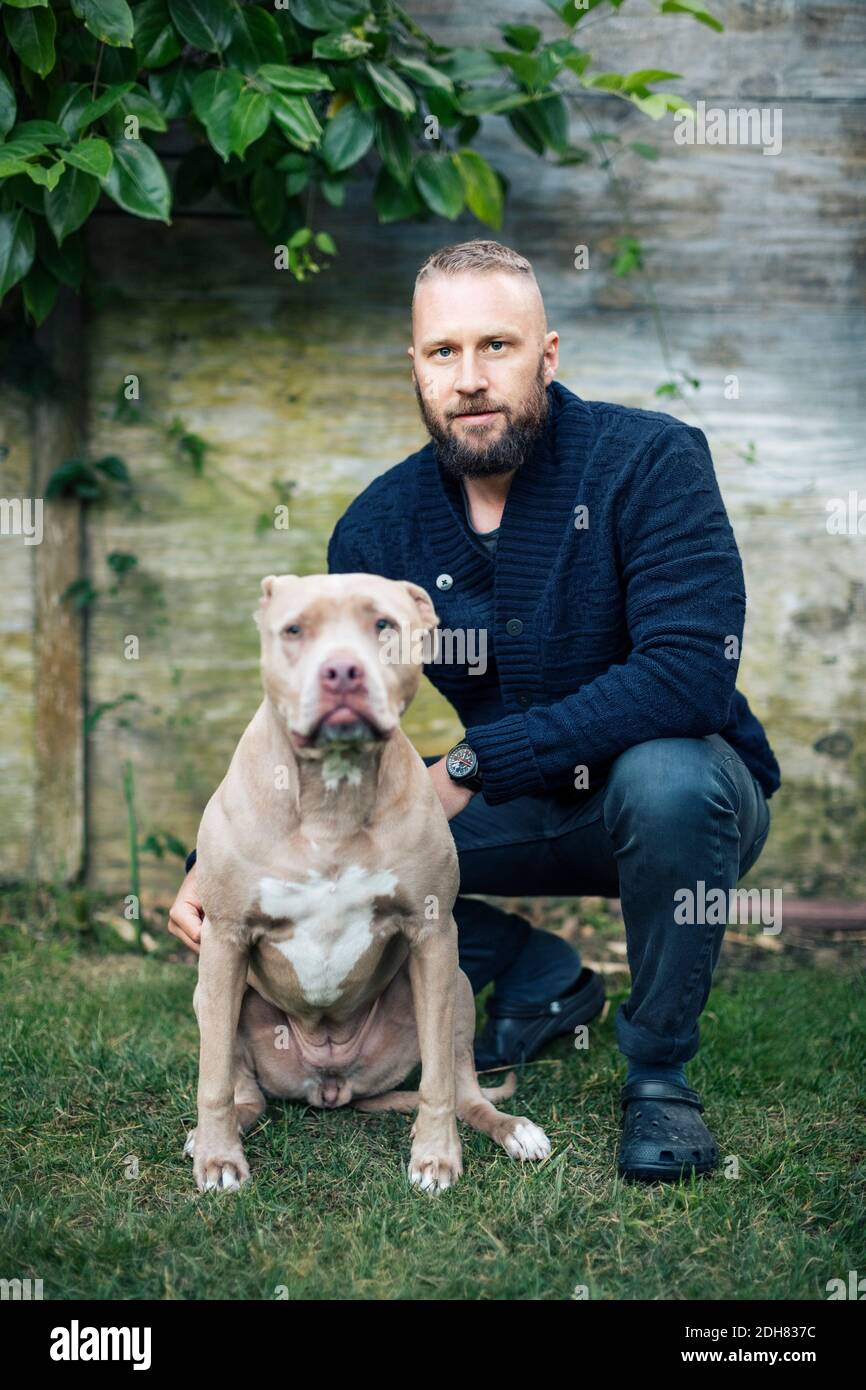 Portrait of man Crouching von American Pit Bull Terrier at Hof Stockfoto