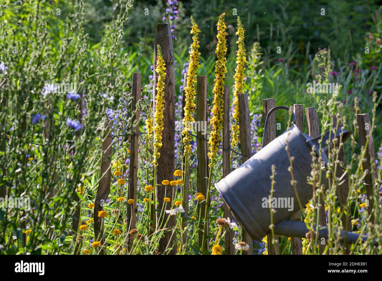 Schwarze Königskerze (Verbascum nigrum), insektenfreundlicher blumenreicher Naturgarten, Deutschland Stockfoto