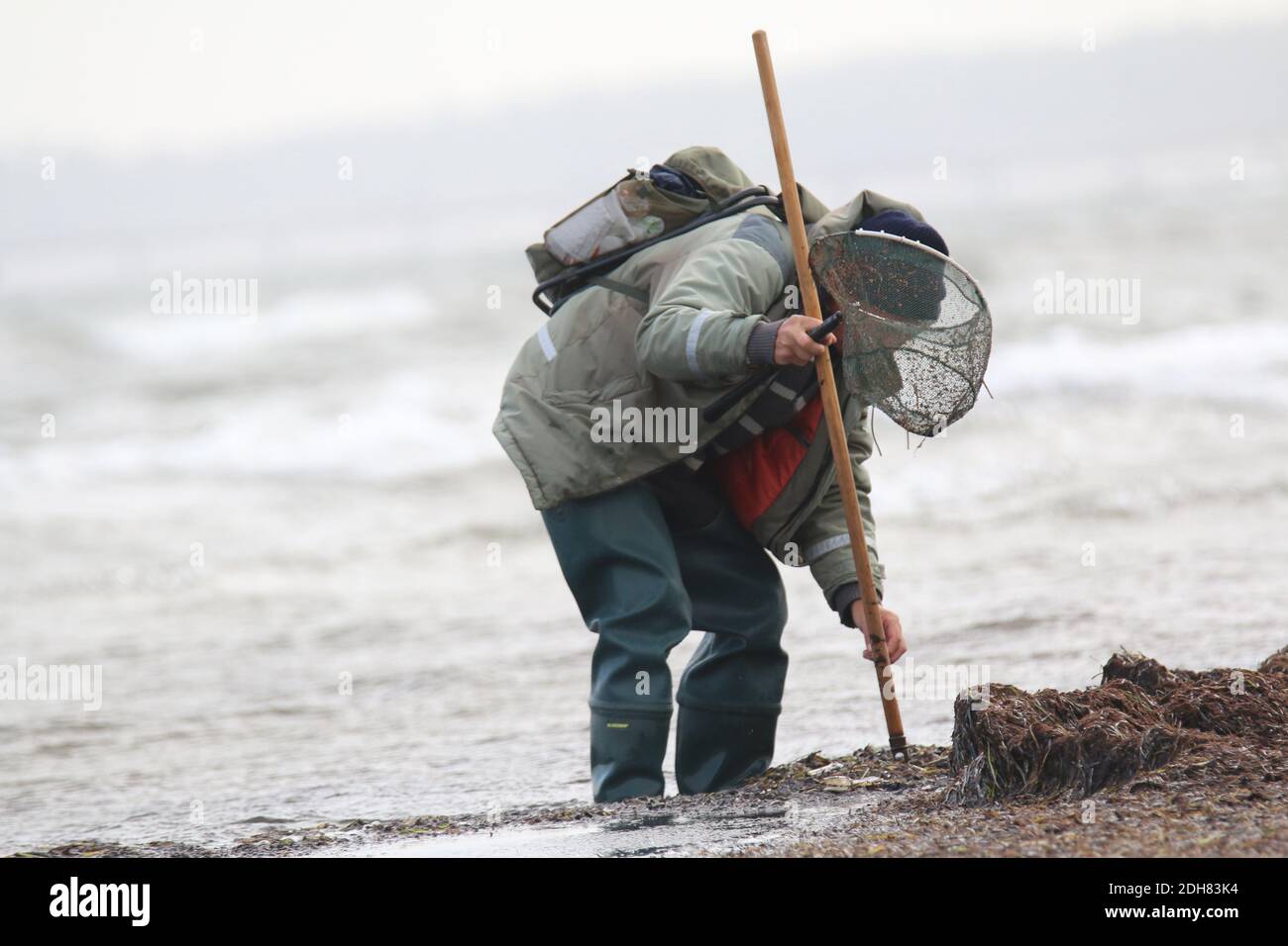 Bernsteinsucher an der Ostsee, Deutschland, Mecklenburg-Vorpommern Stockfoto