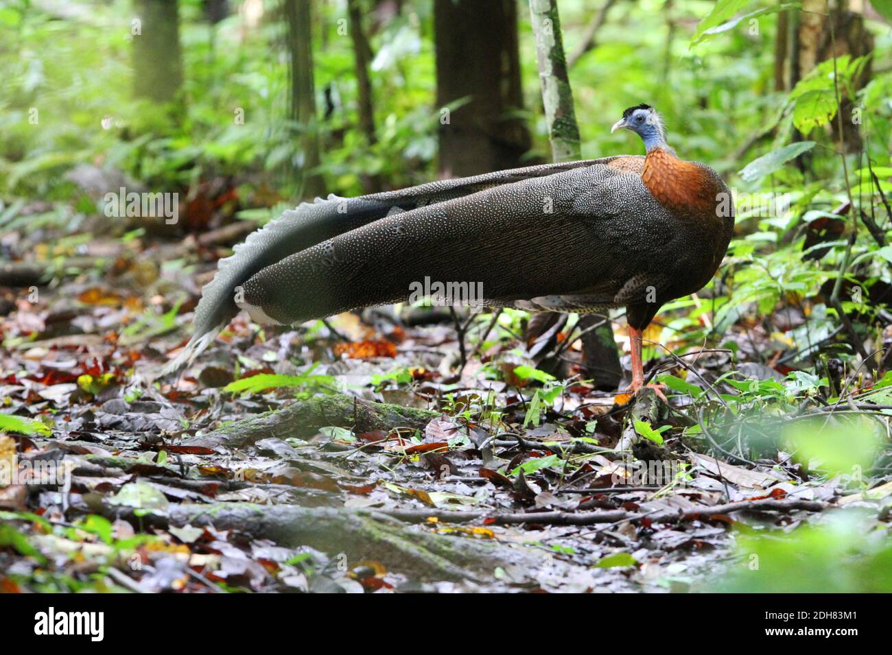 Großer Argusfasane (Argusianus argus greyi), Männchen auf dem Boden im tropischen Regenwald, Malaysia, Borneo, Sabah, Danum Valley Stockfoto