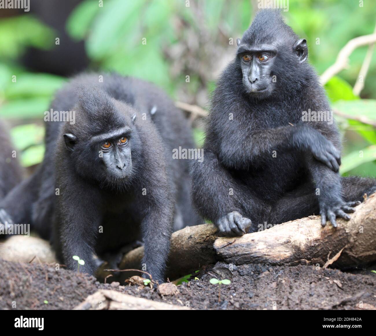 Celebes-Affe, Celebes-Schwarzer Affe, Sulawesi-Haubenmakak, Celebes-Haubenmakak (Macaca nigra, Cynopithecus niger), zwei junge Affen auf dem Boden Stockfoto