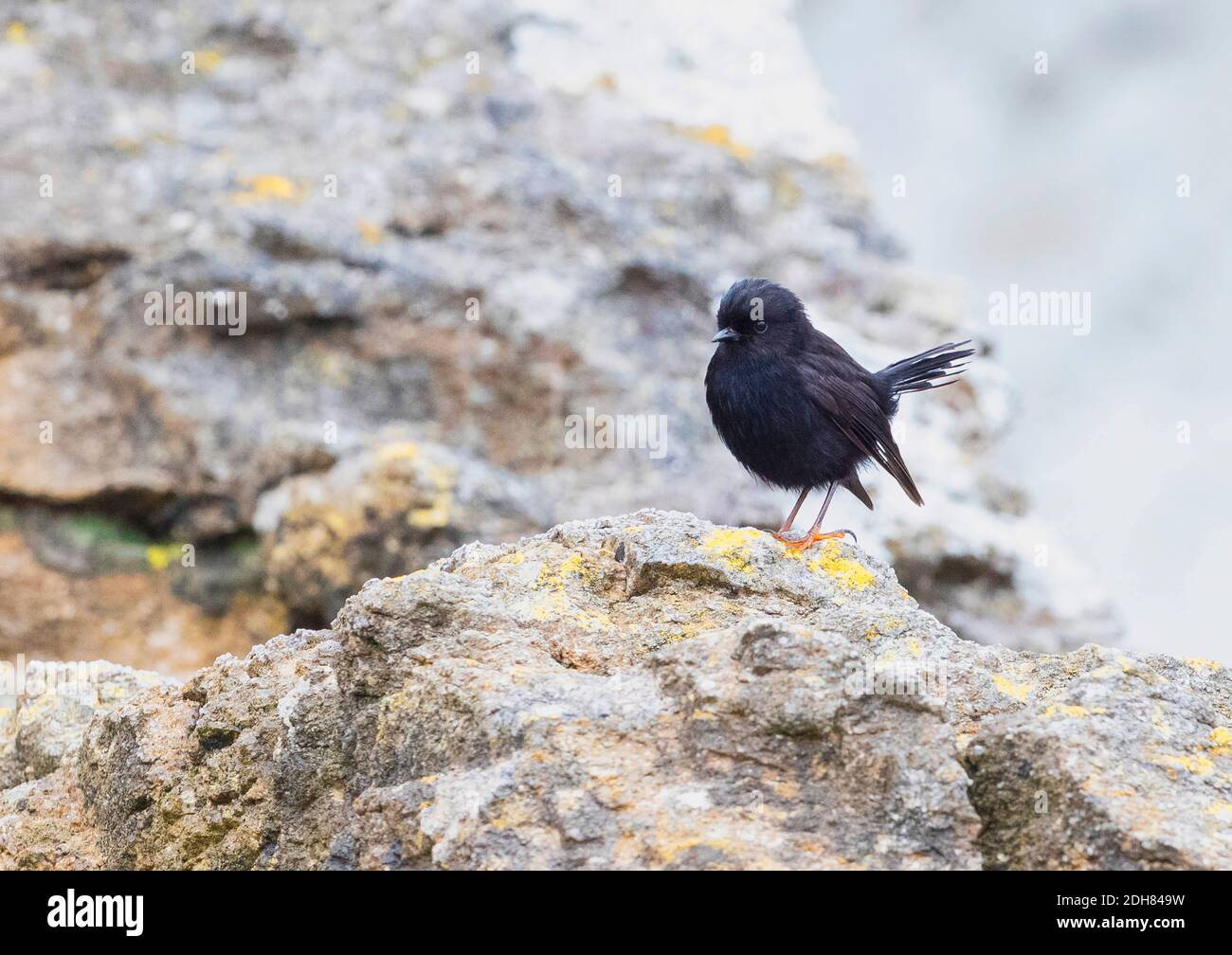 Neuseeländische Meise (Petroica macrocephala dannefaerdi), auf einem Felsen mit einem gespannten Schwanz thront, Neuseeland, die Schlingen Stockfoto