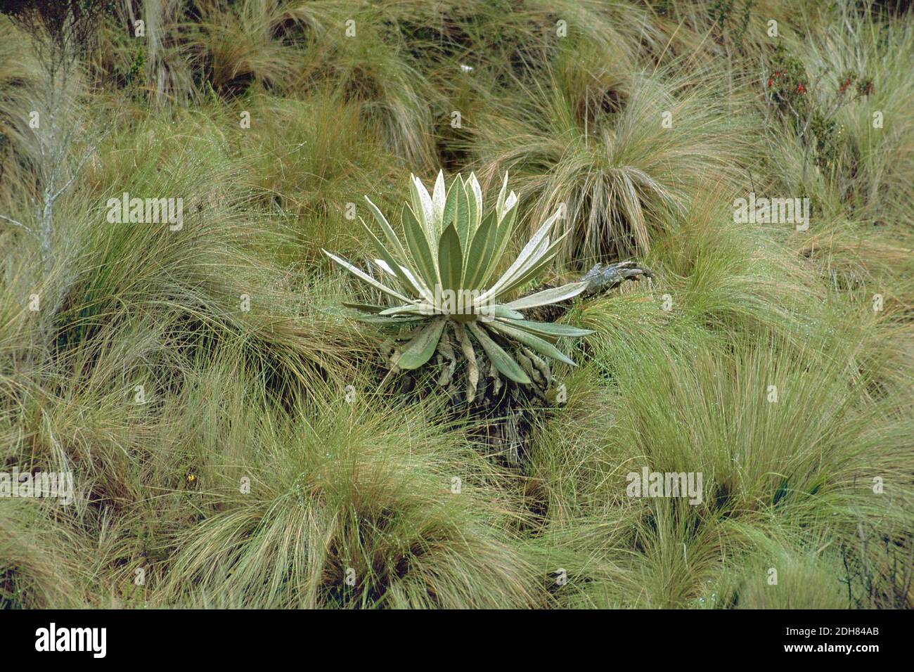 Frailejones, große Mönche (Espeletia pycnophylla var. angelensis, Espeletia hartwegiana), Ecuador, Reserva ecologica El Angel Stockfoto
