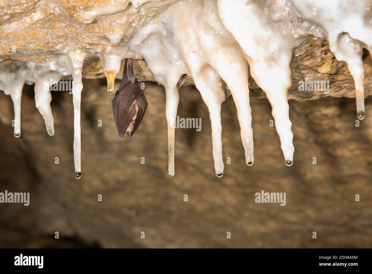 Kleine Hufeisenfledermaus (Rhinolophus hipposideros), überwintert an einer Tropfsteinhöhle, Frankreich Stockfoto