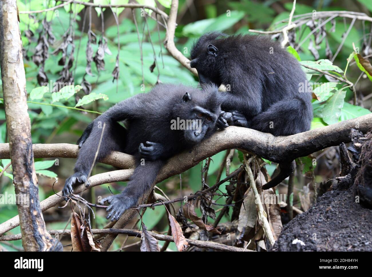 Celebes-Affe, Celebes-Schwarzer Affe, Sulawesi-Haubenmakak, Celebes-Haubenmakak (Macaca nigra, Cynopithecus niger), zwei Affen, die sich gegenseitig pflegen Stockfoto