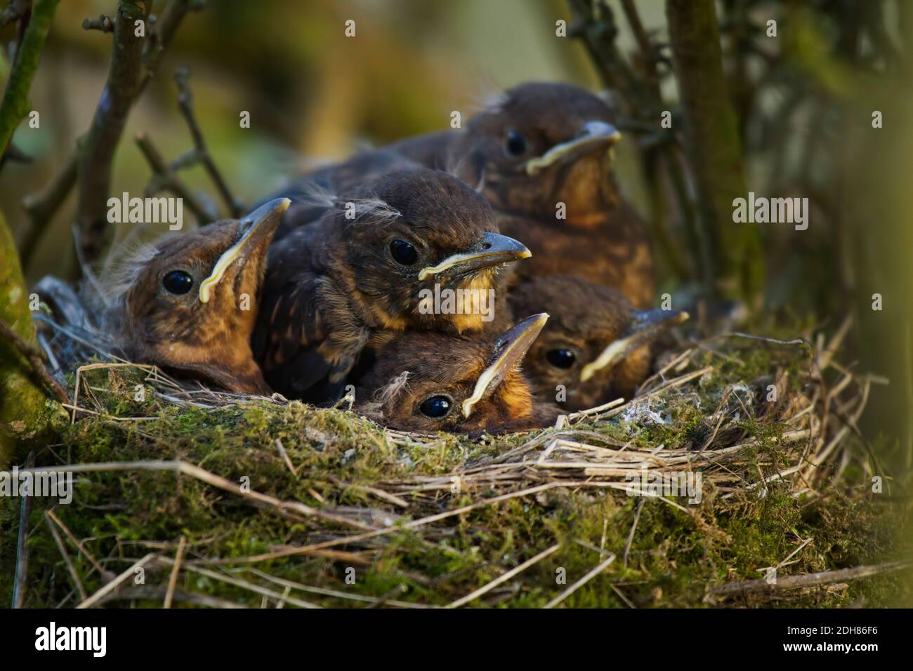 Blackrird Küken im Nest, Großbritannien Stockfoto