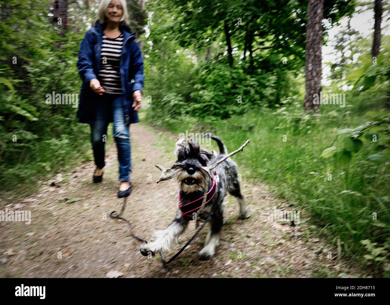 Ältere Frau, die mit Hund auf dem Fußweg zwischen Pflanzen läuft Stockfoto