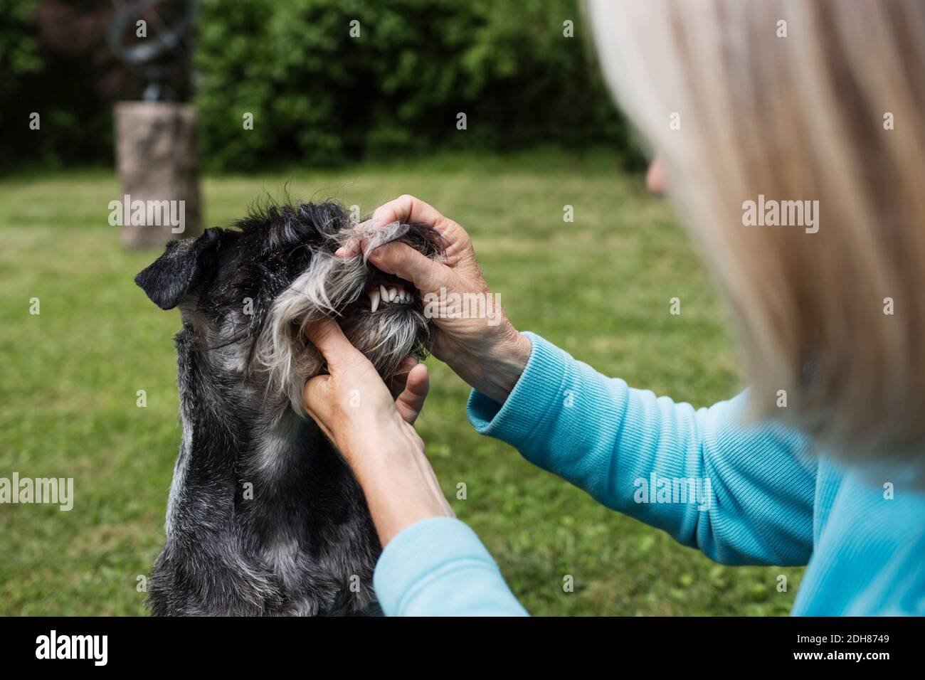 Ältere Frau untersucht die Zähne des Hundes im Hof Stockfoto