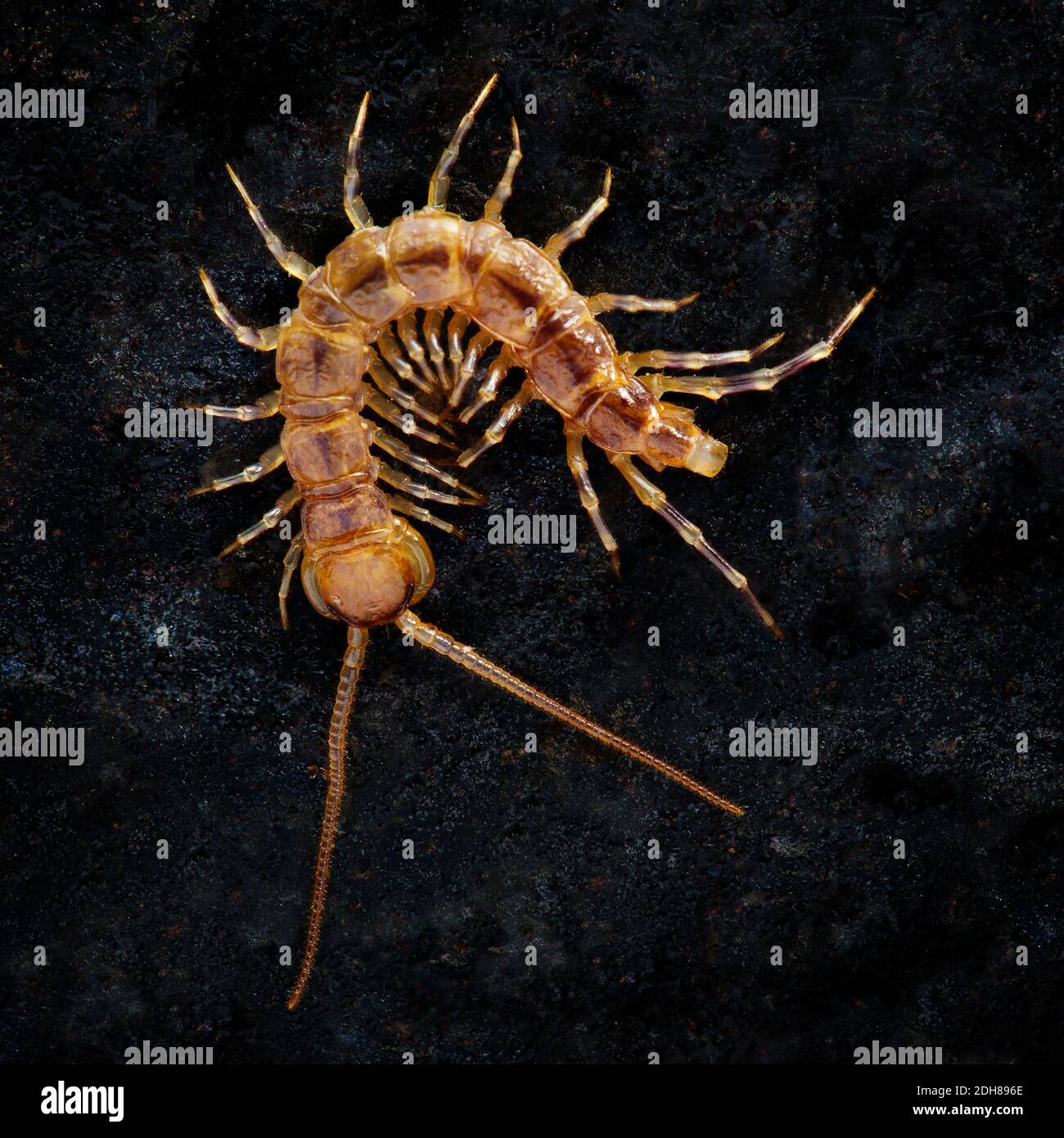 Gewöhnlicher Tausendfüßler, Lithobius forficatus UK Stockfoto