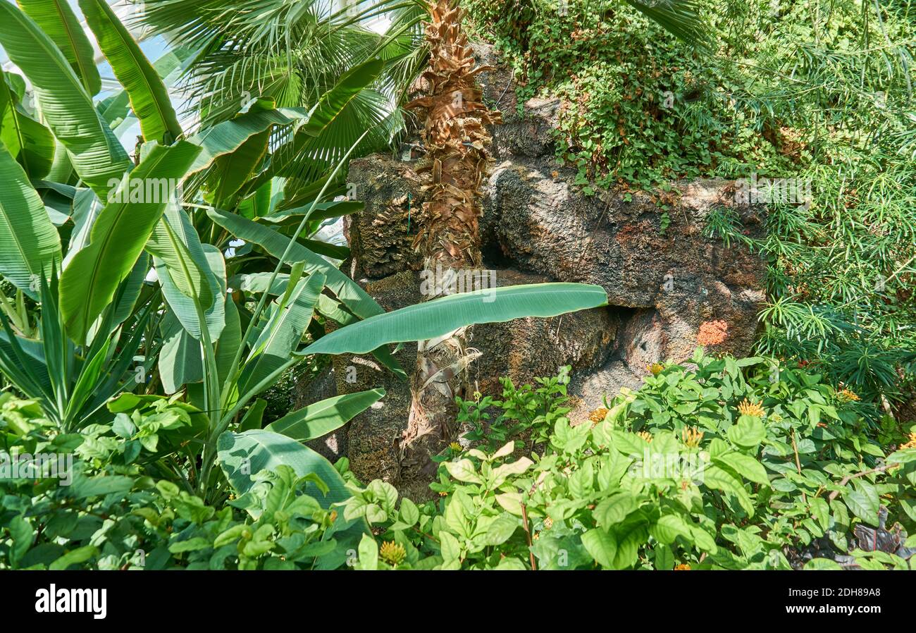 Wunderschöner tropischer Regenwald Hintergrund Stockfoto