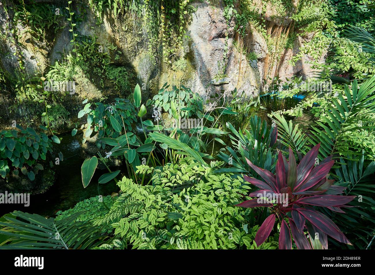 Wunderschöner tropischer Regenwald Hintergrund Stockfoto